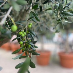 Olive Tree Hire