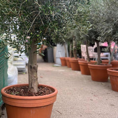 Olive Tree Hire