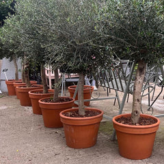 Olive Tree Hire